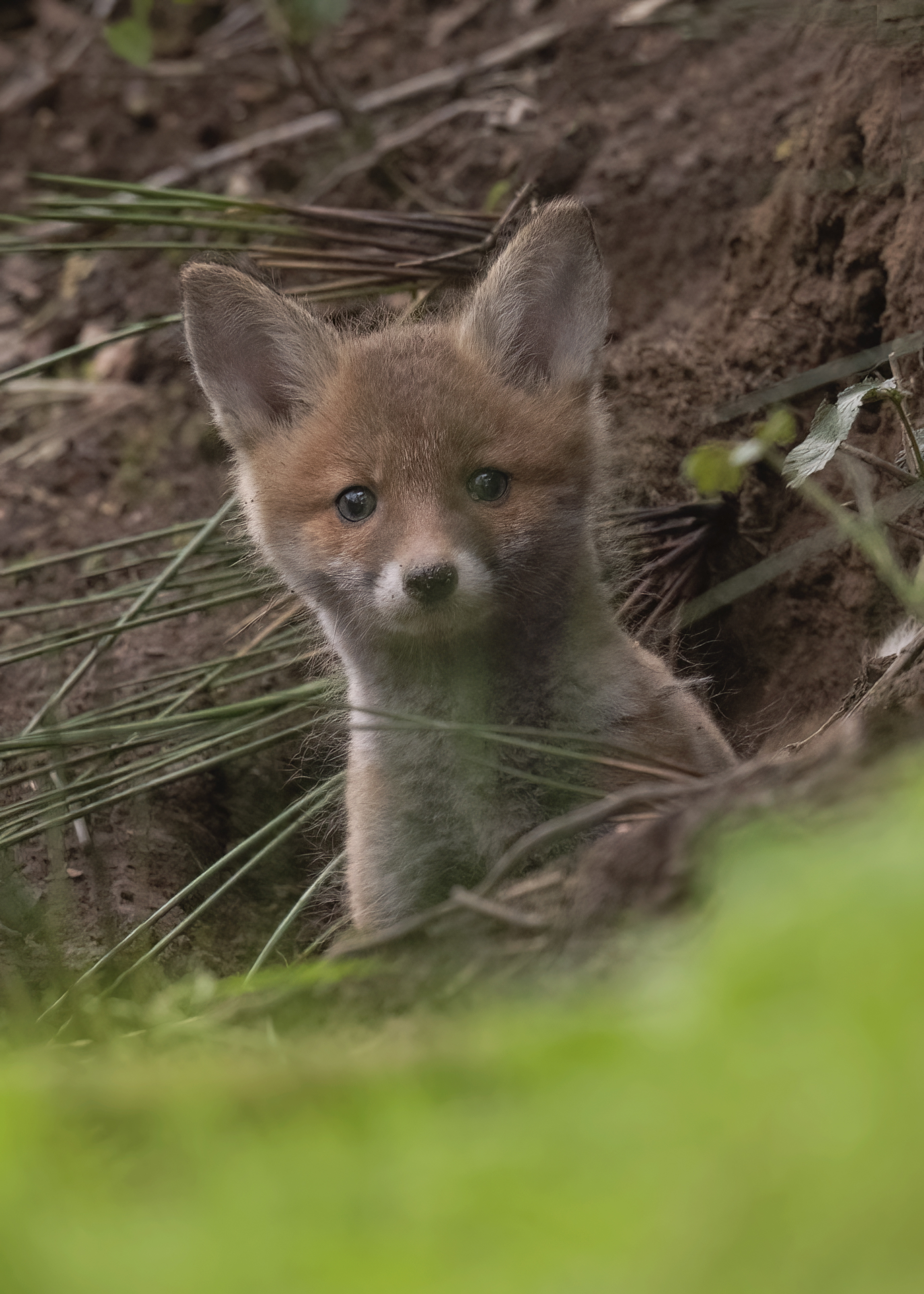 Fox Cub