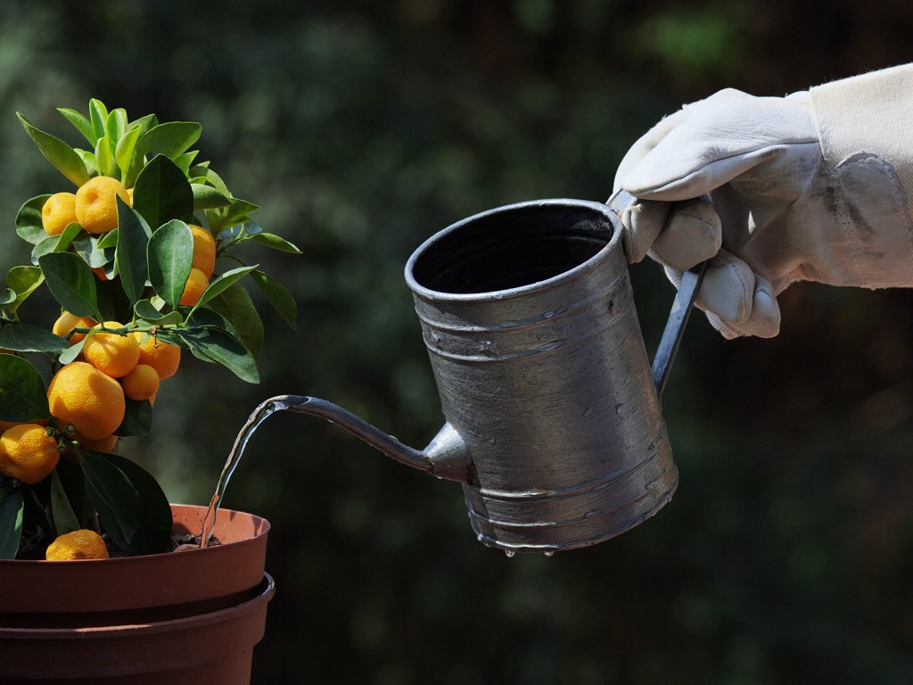 Using a watering can to water a mini orange tree