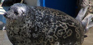 Ringed Seal
