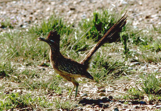Roadrunner