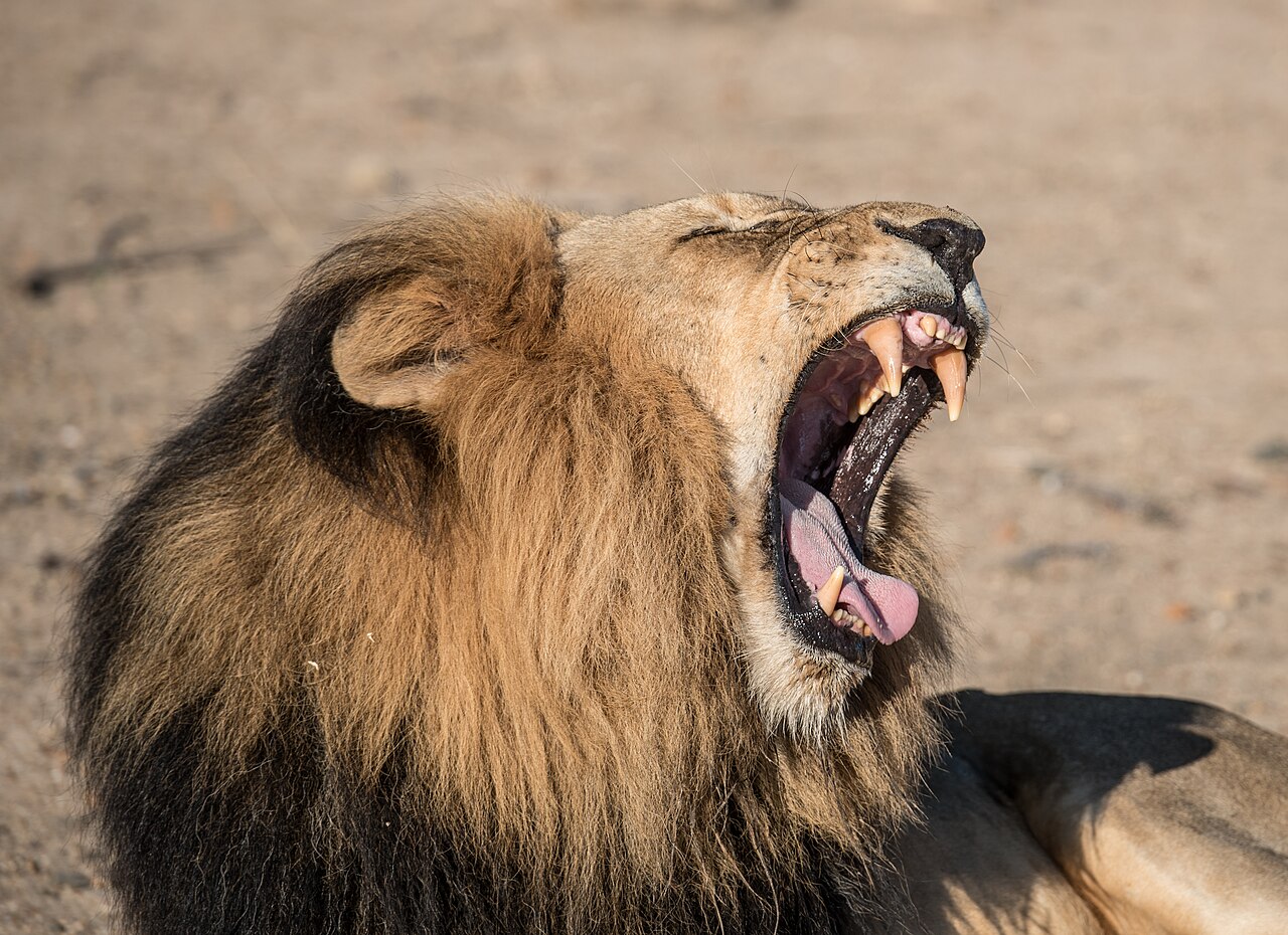 Lion roaring and showing its teeth