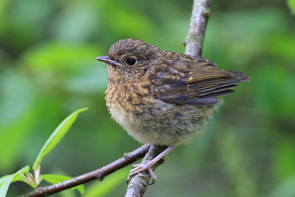 Stage 3: Fledgling