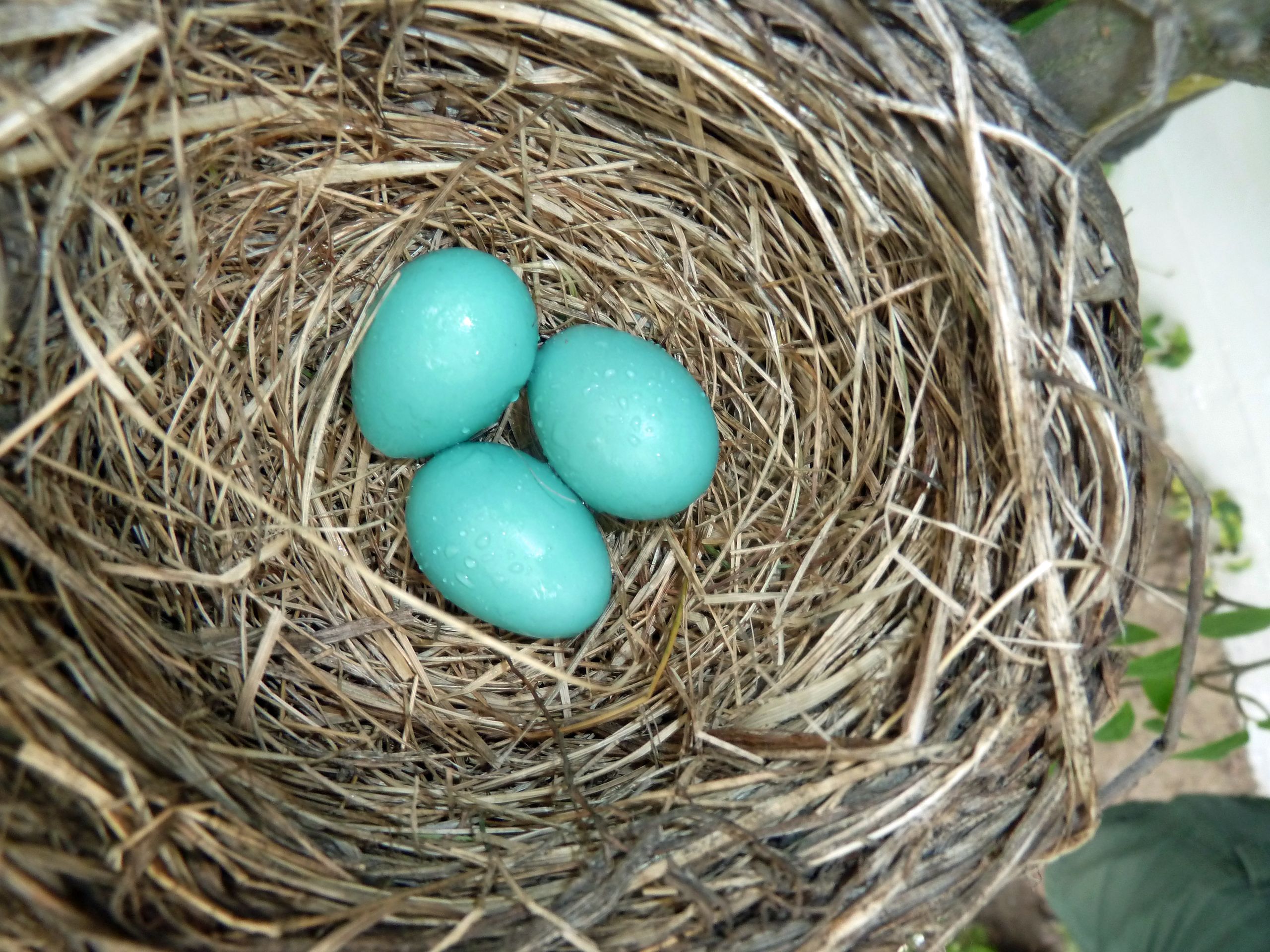 Stage 1: Egg