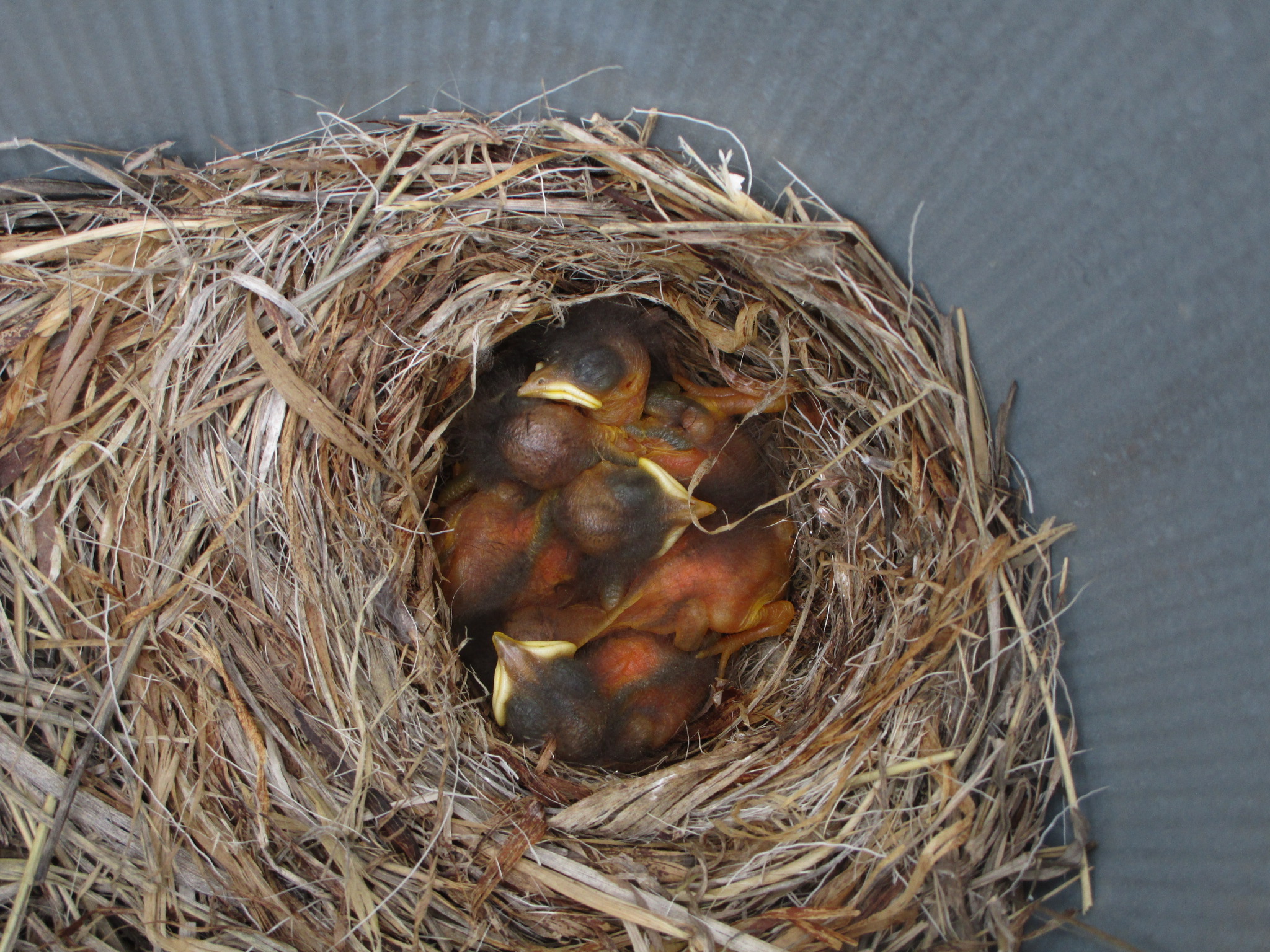 Stage 2: Hatchling