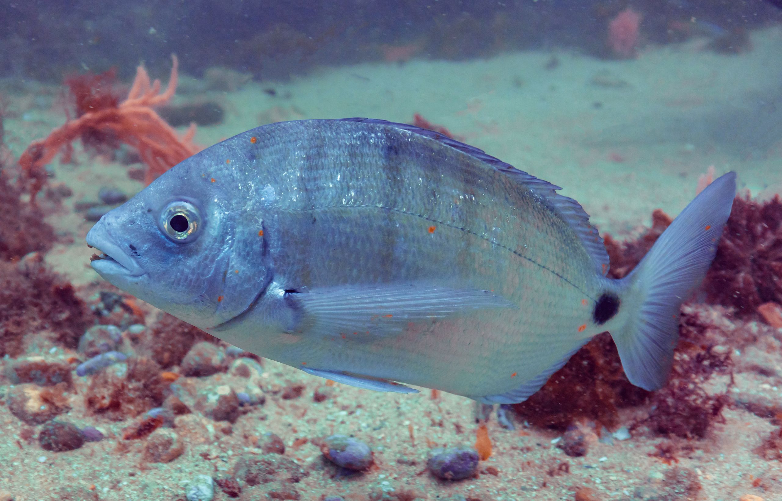 Seabream.