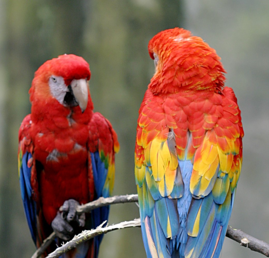 Scarlet Macaw