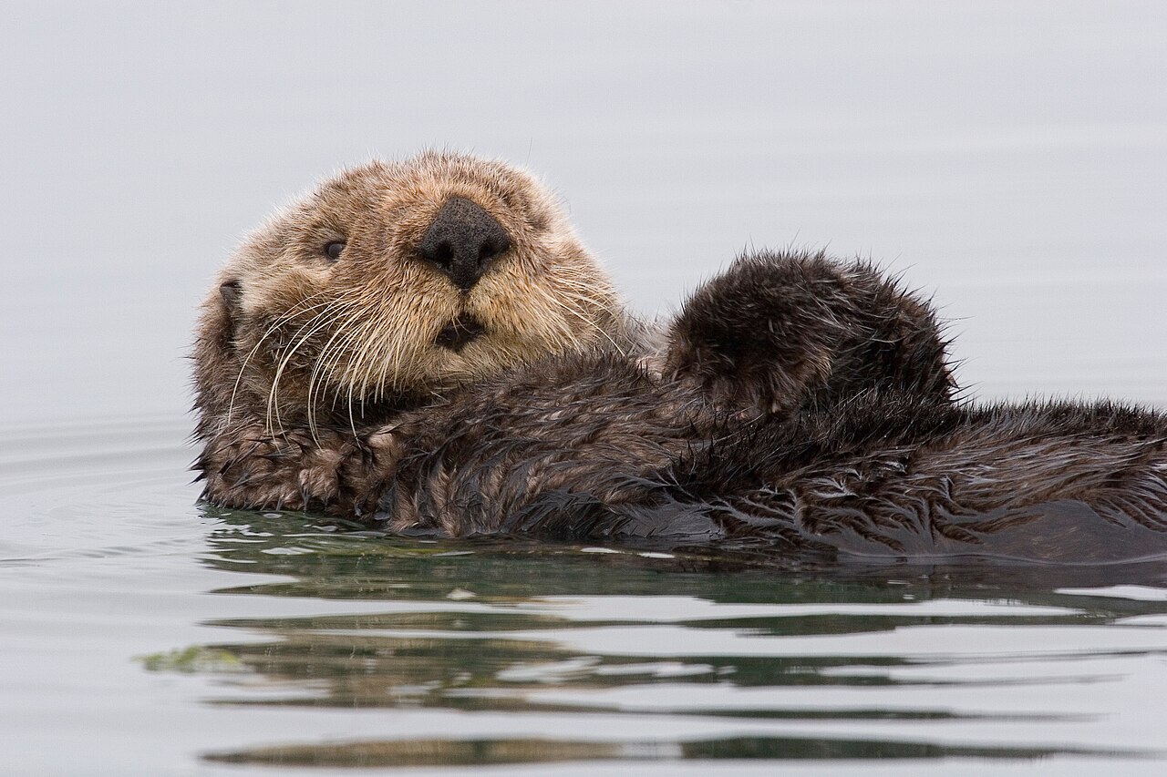 Sea-otter-morro-bay_13