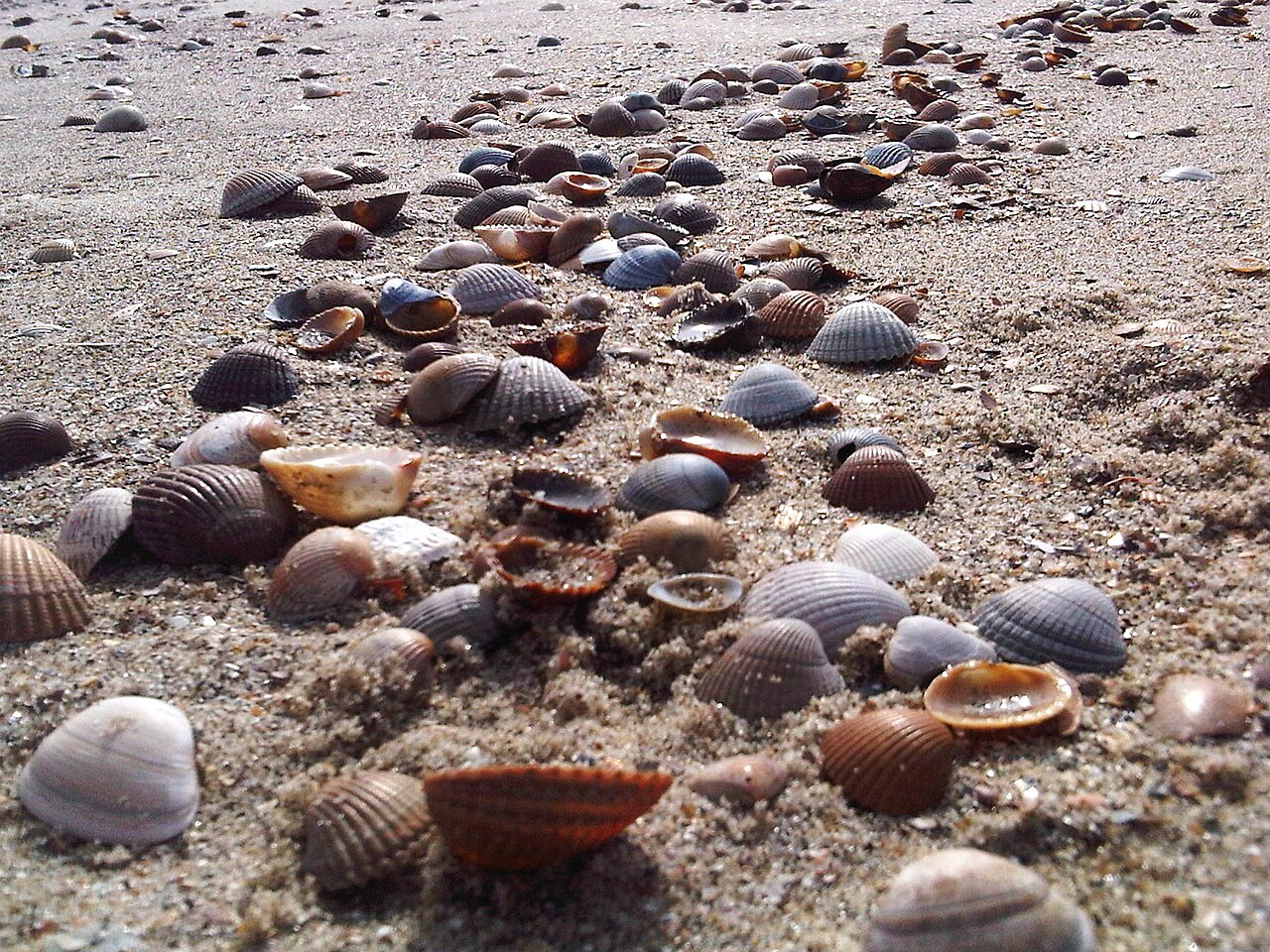 Collection of different shells