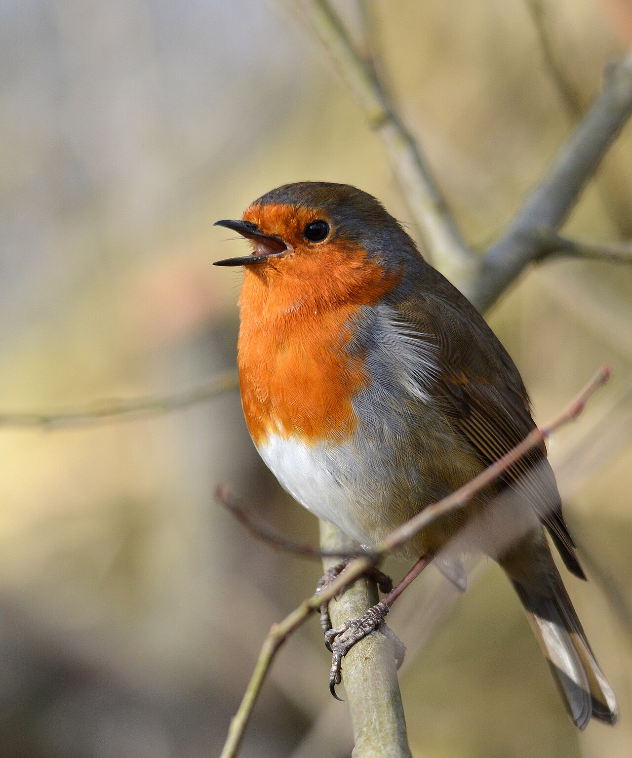 Singing Robin