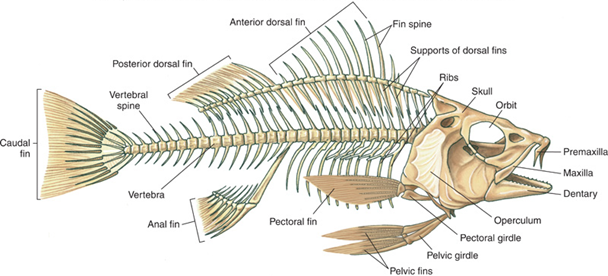 Skeletal anatomy of tilapia