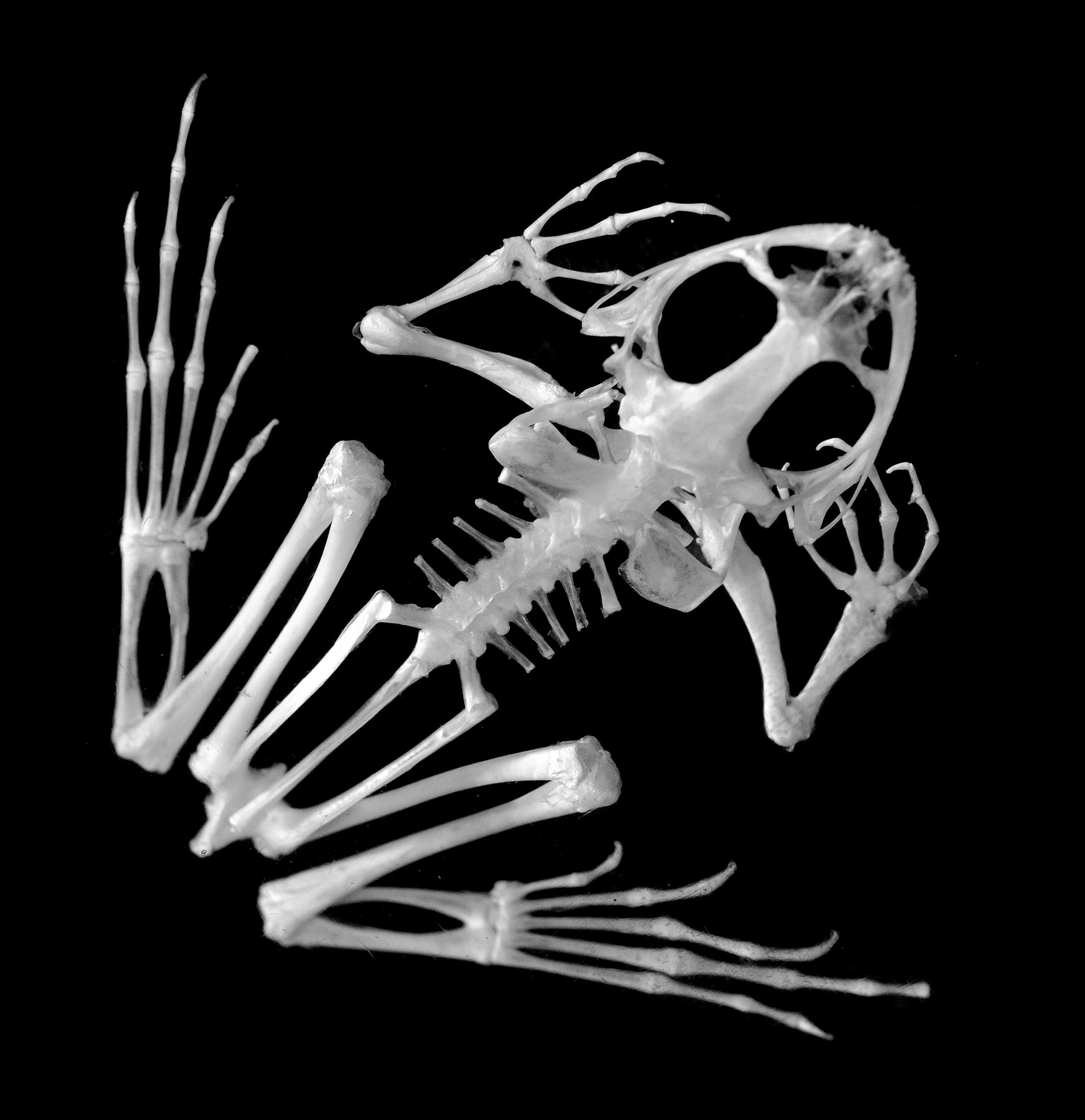 Skeleton of a frog