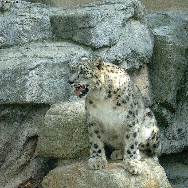 Snow Leopard
