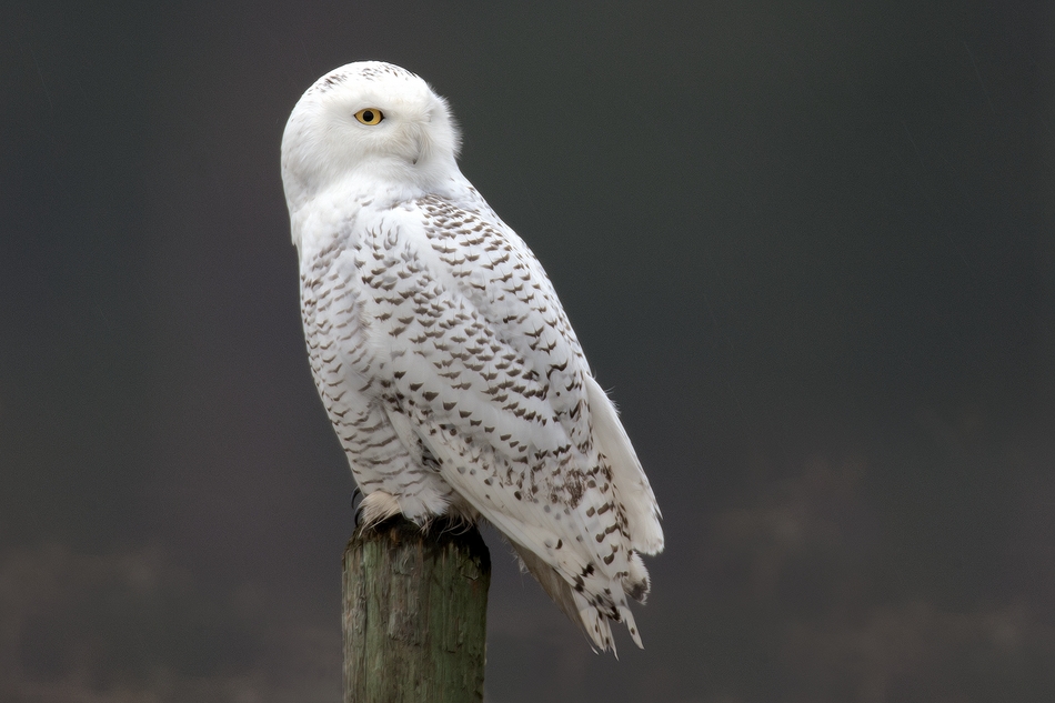 Snowy Owl