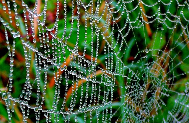 Morning dew on a spider's web