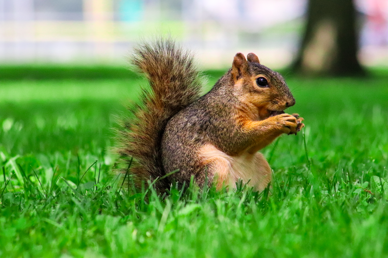 Grey squirrel eating nut