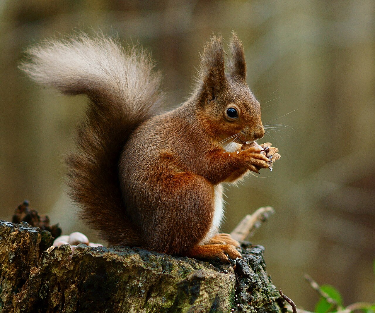 The native Red Squirrel, now rare in most of England.