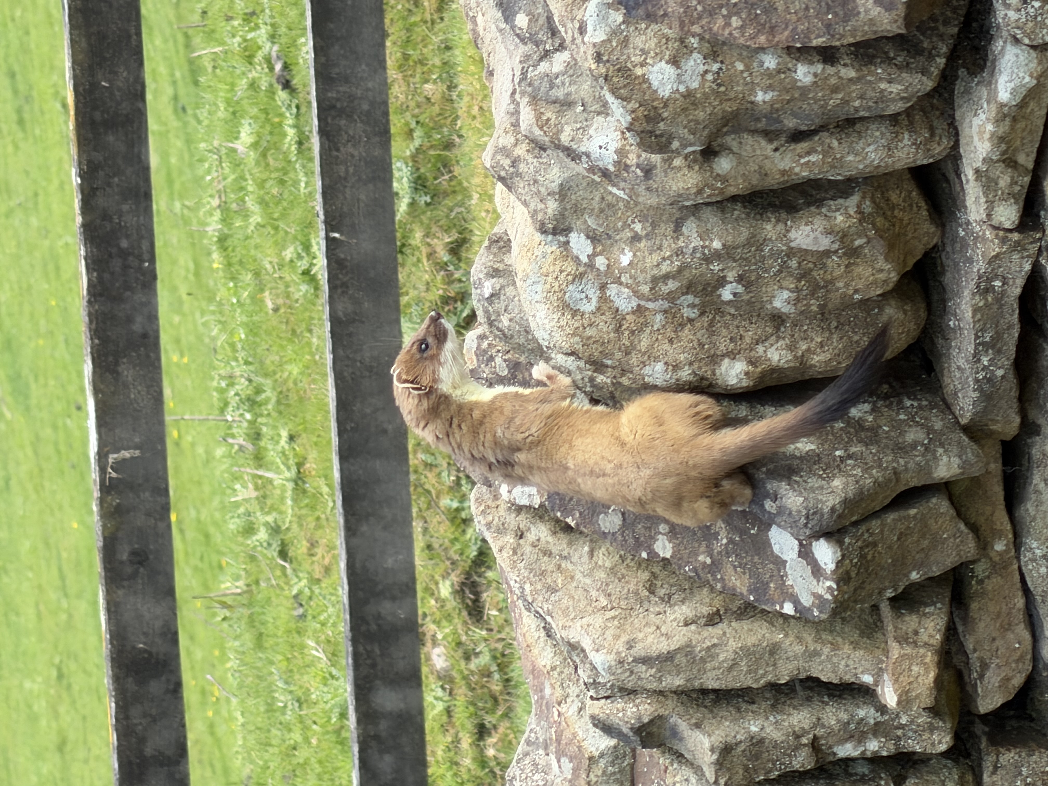 Stoat