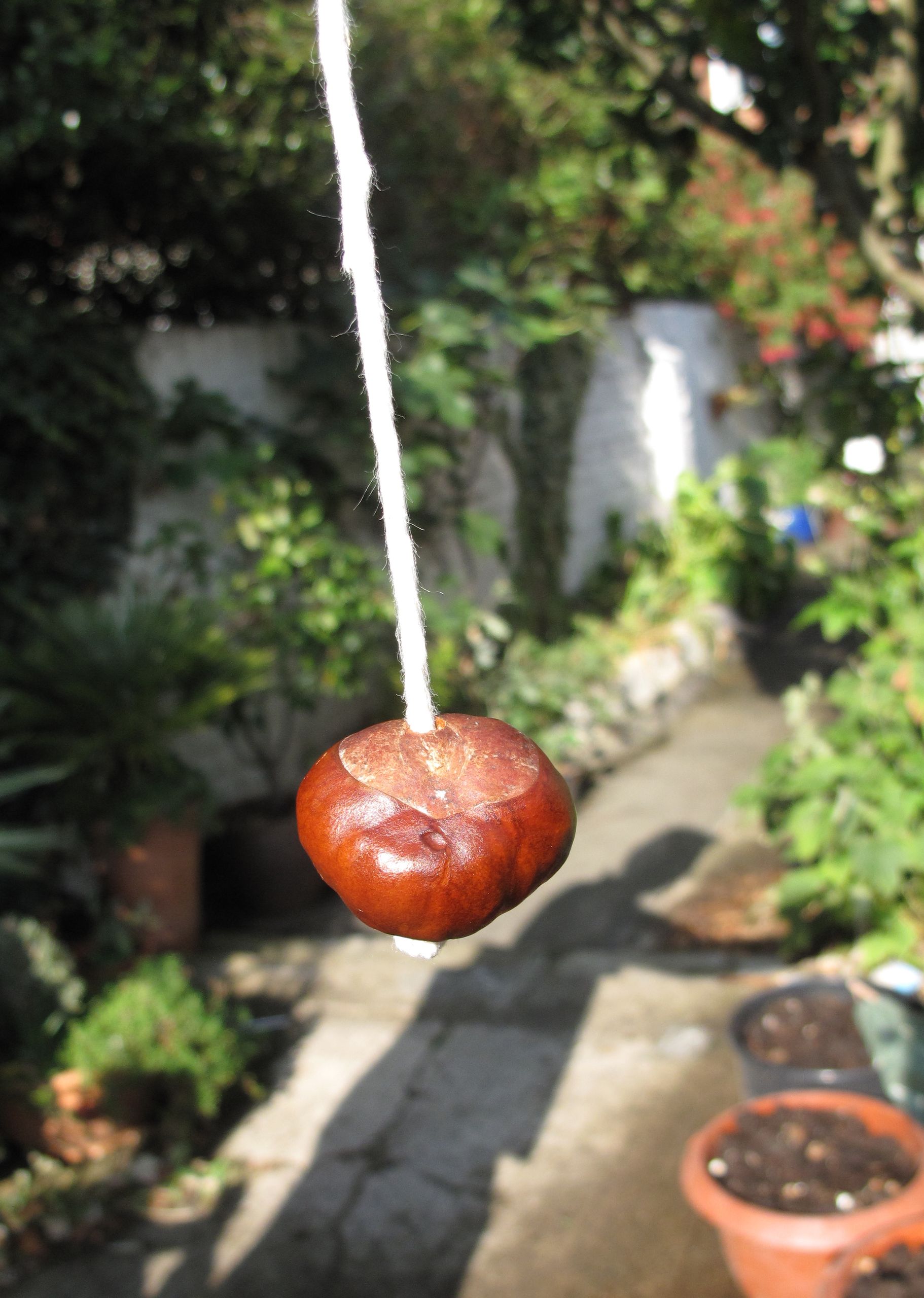Strung conker