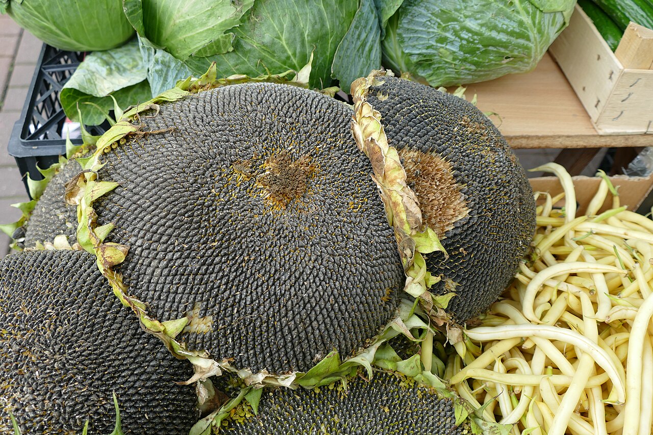 Sunflower seeds