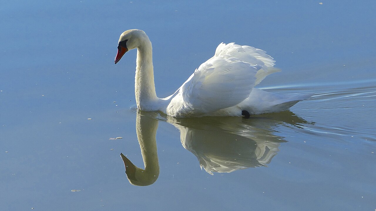 Swan reflected in the still water of the river