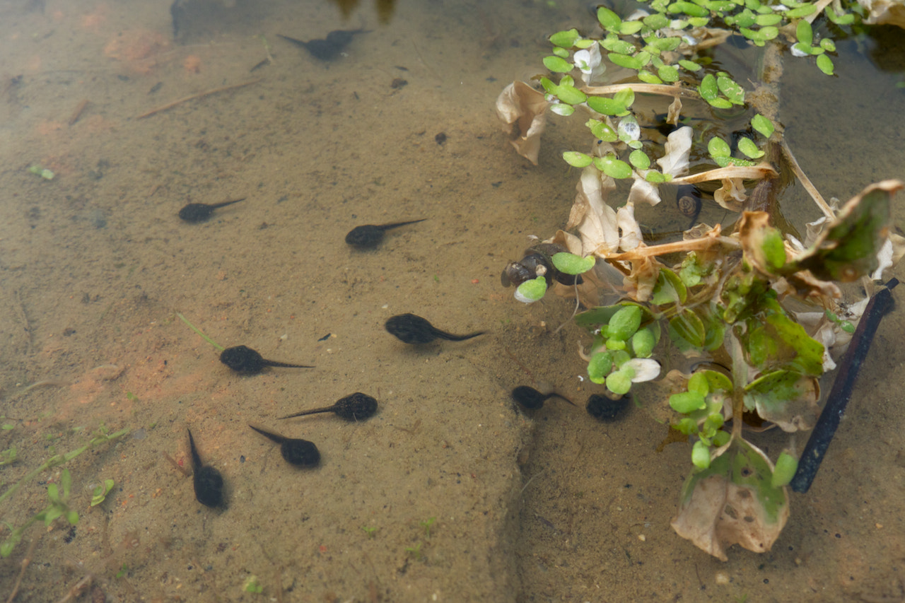 Tadpole