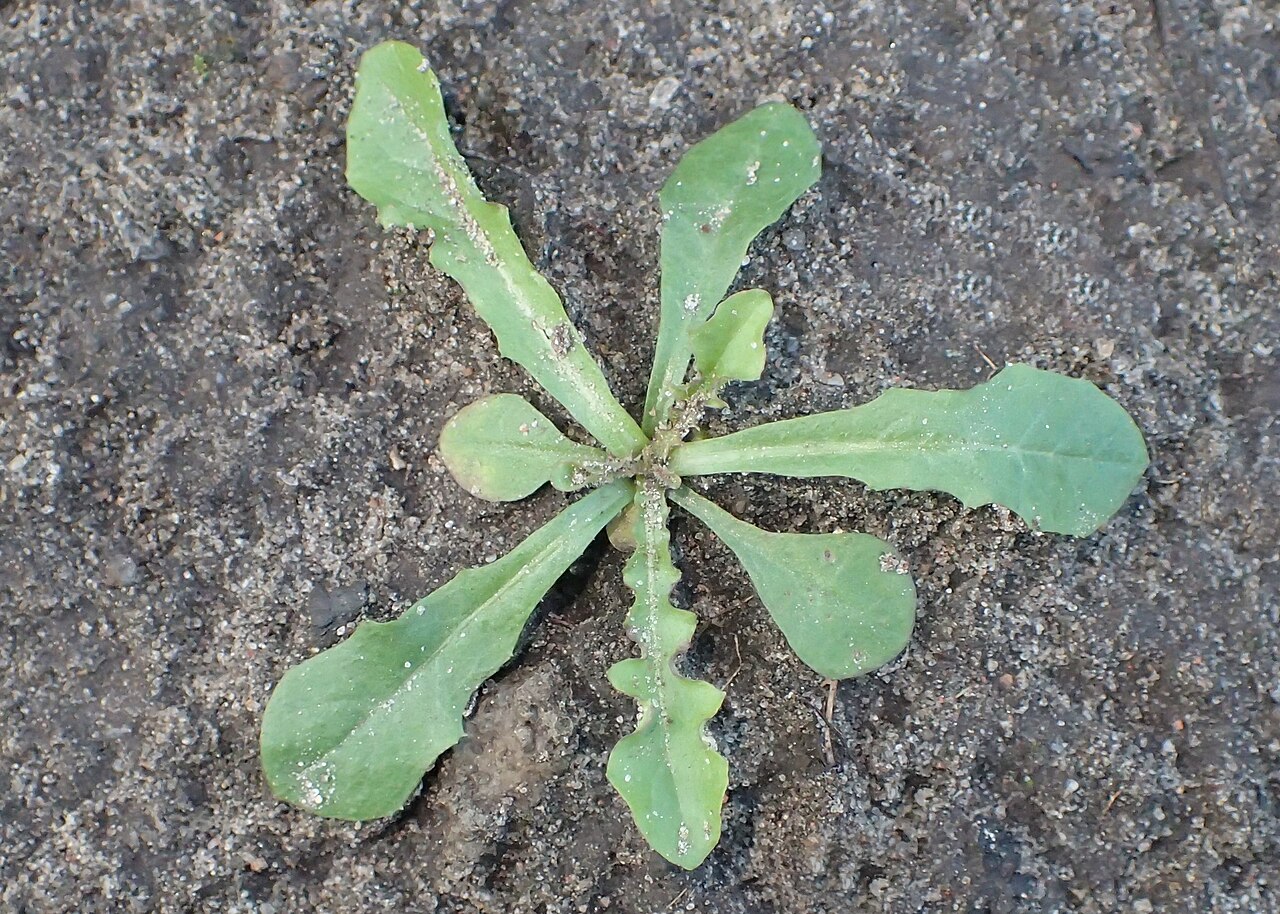 Dandelion seedling (no flower)
