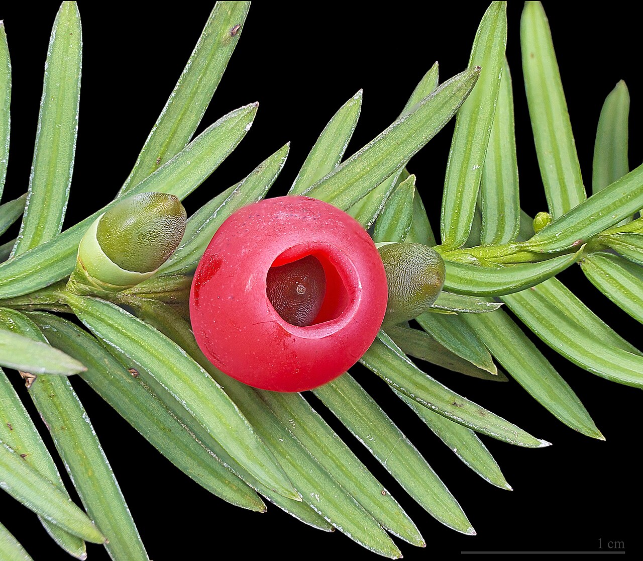 European Yew shoot with young cones and red Aril fruit