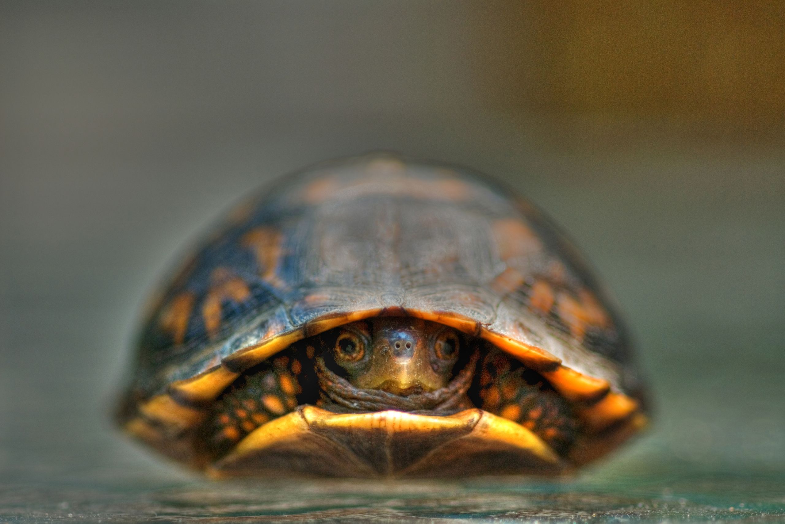 Baby turtle hiding in its shell