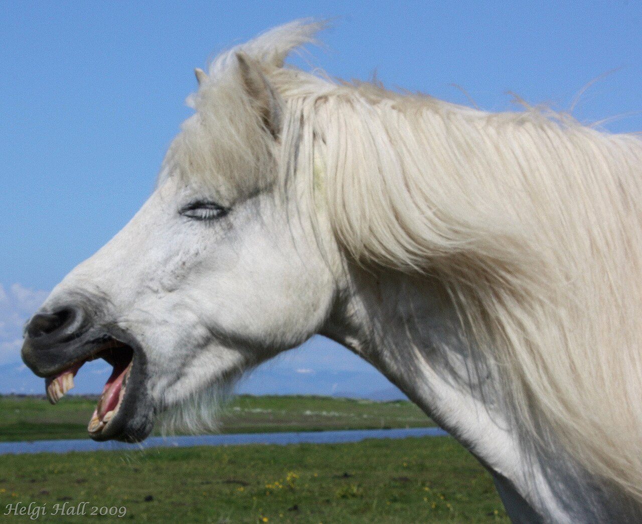 Horse laughing and showing its teeth