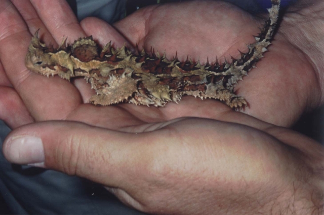 Thorny Devil