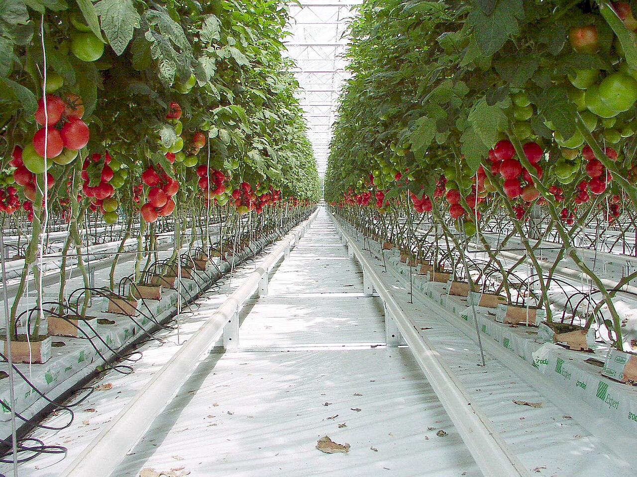 Tomatoes growing in a greenhouse