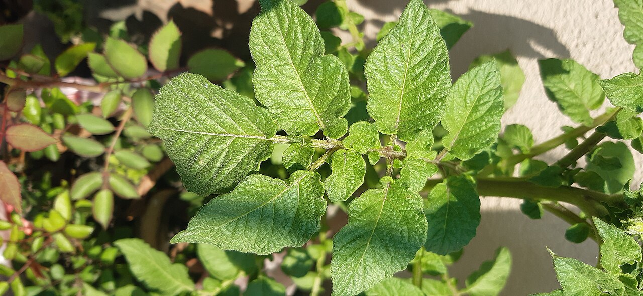 Tomato Plant Leaves