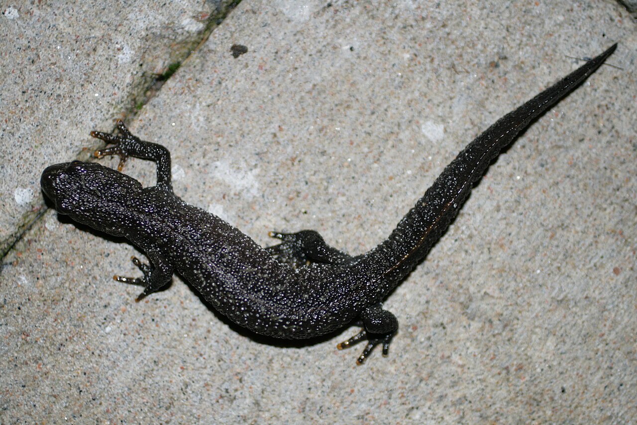 Triturus cristatus Sinarp - Newt