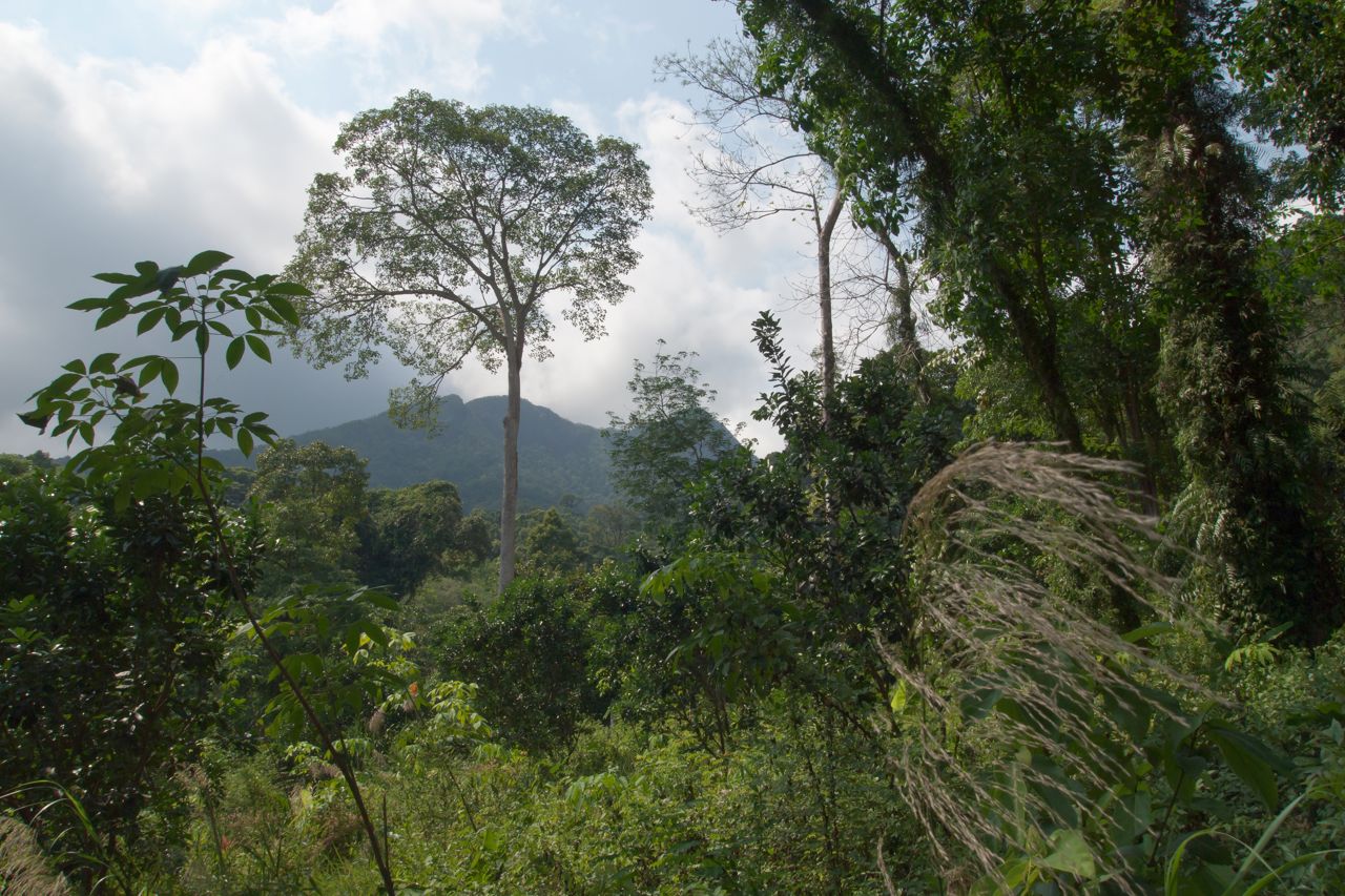 Tropical rainforest in Thailand