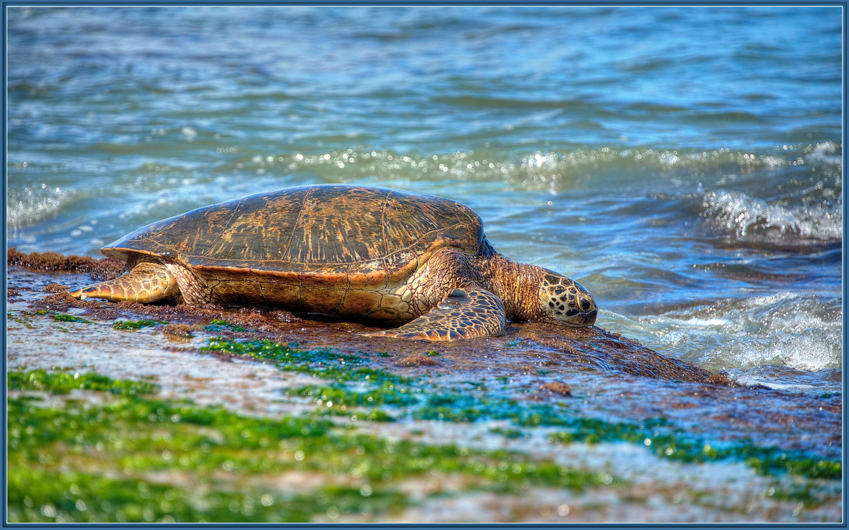 Turtle eating algae and seaweed on the beech