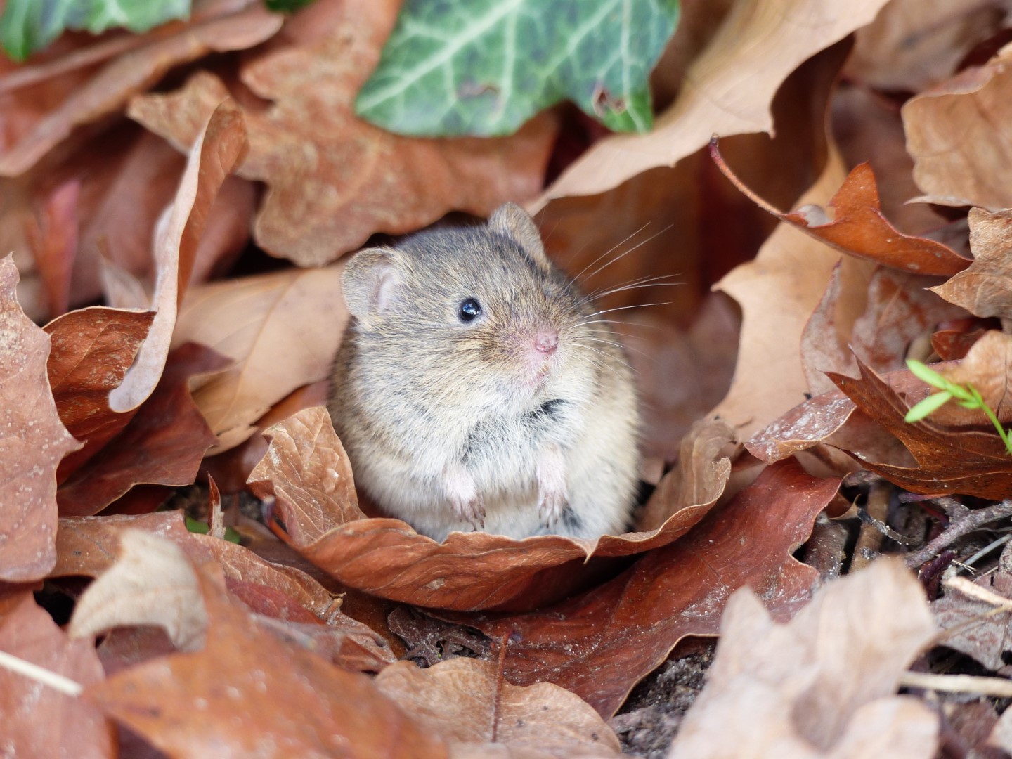 Woodmouse - Apodemus Sylvaticus in fallen leaves