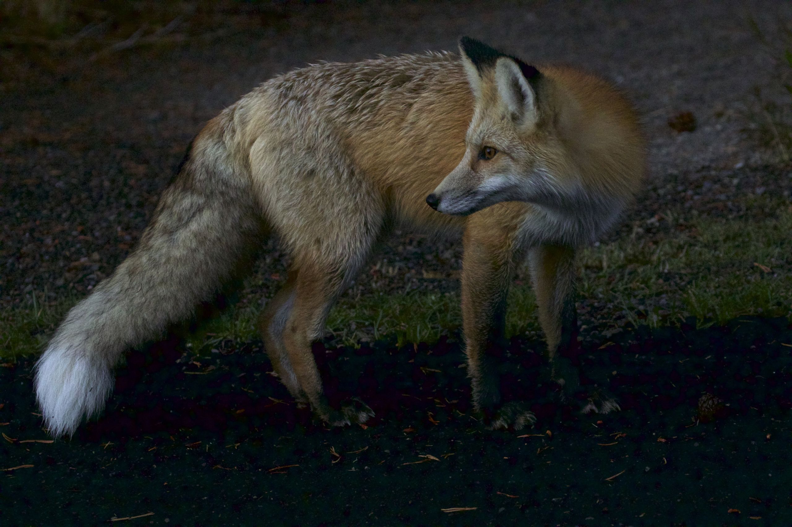 Red Fox out at night