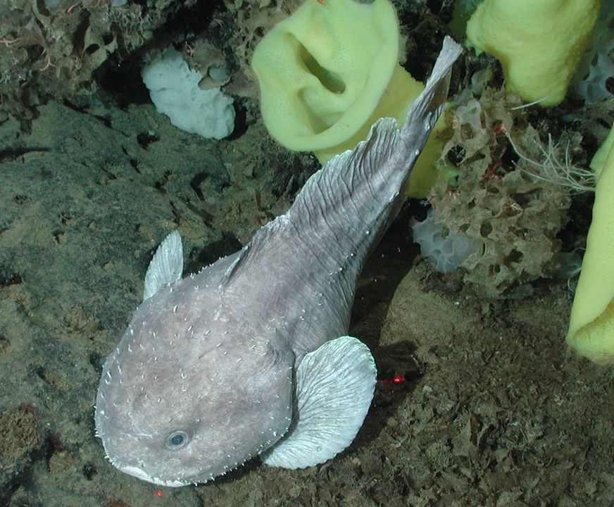 Blobfish