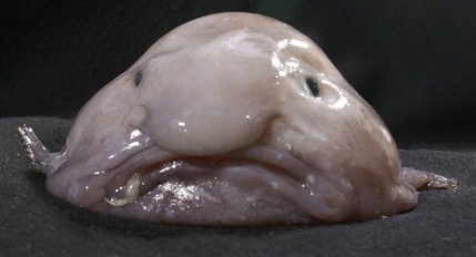 Blobfish out of water, relaxing into its famous blob shape