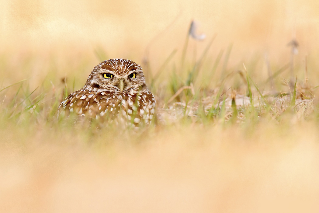 Burrowing Owl