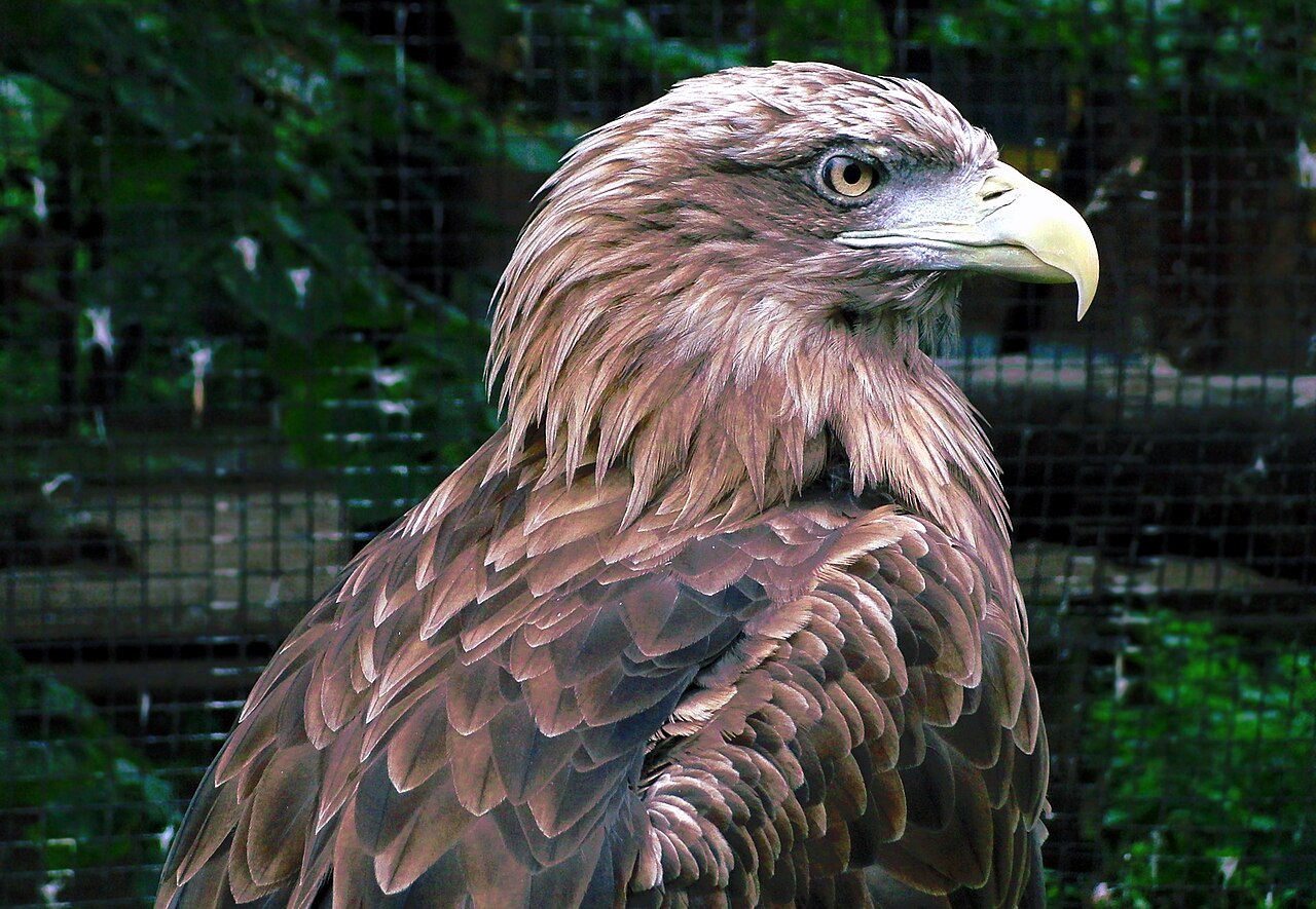 Golden Eagle