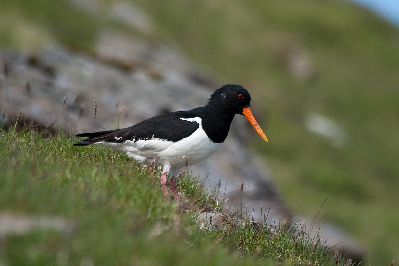 Oystercatcher