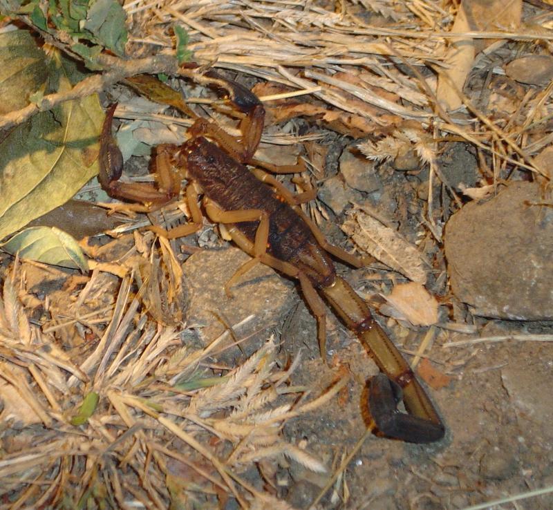 Scorpion
