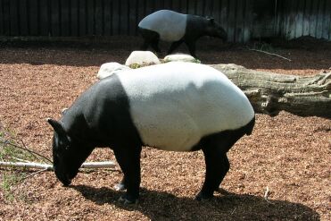Tapir