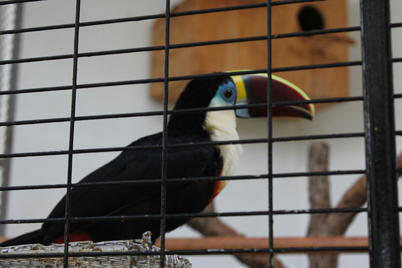 Toucan