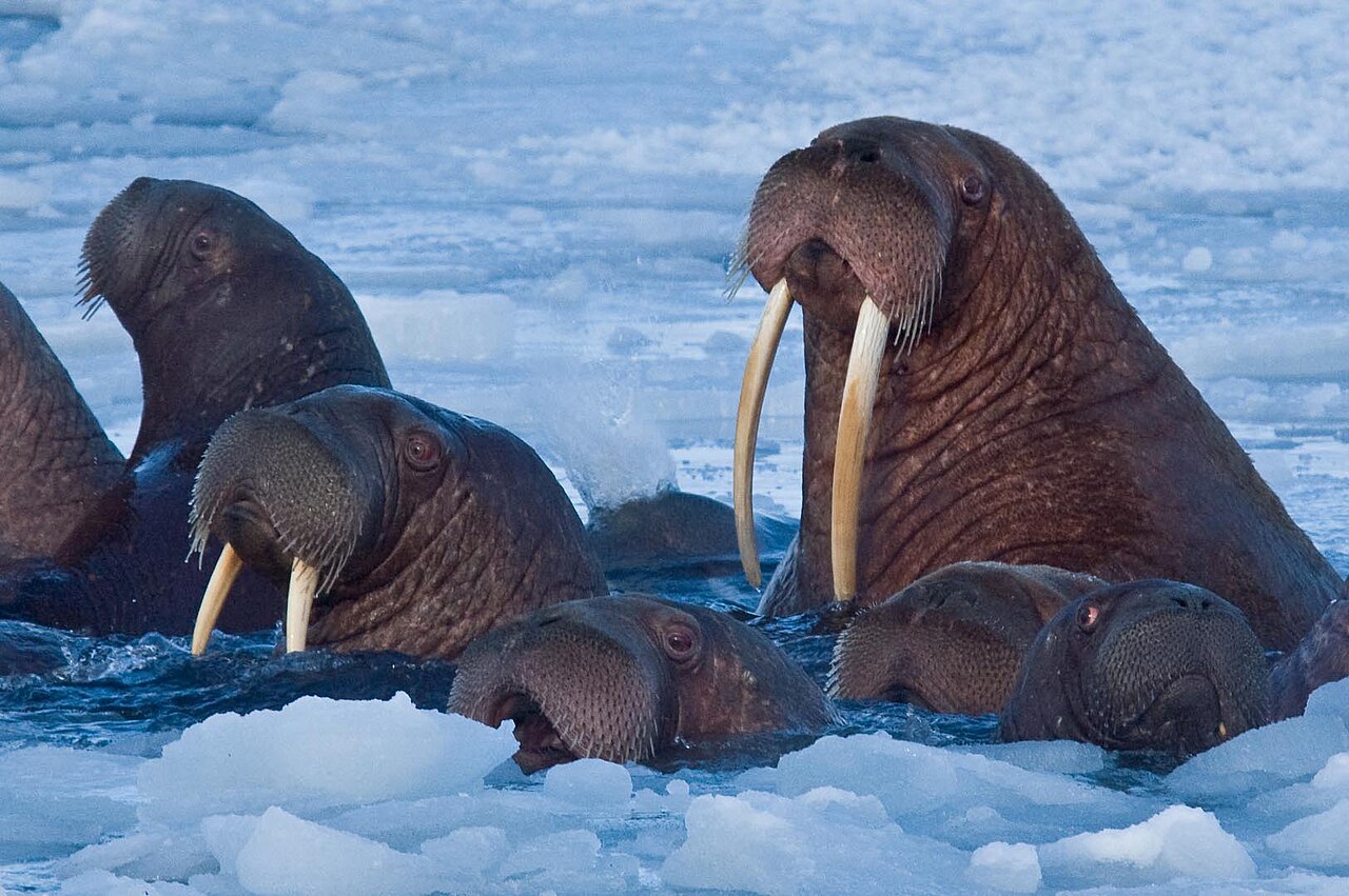 Walrus